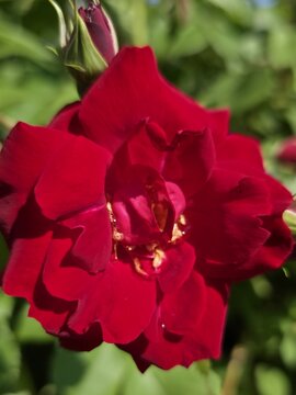 red rose in the garden
