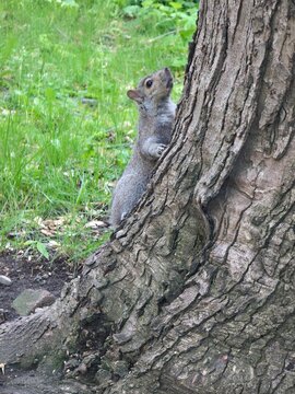 squirrel on a tree