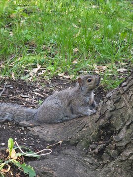squirrel in the forest. squirrel in the park
