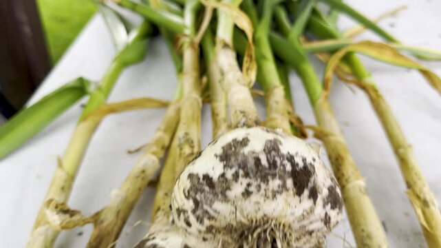 The camera moves from soil-covered garlic bulbs and tangled roots toward their long stalks and green leaves spread across a white table.