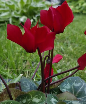 red rose in the garden