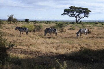 Eine Herde Zebras im Amboseli National Park © Jürgen Reitz