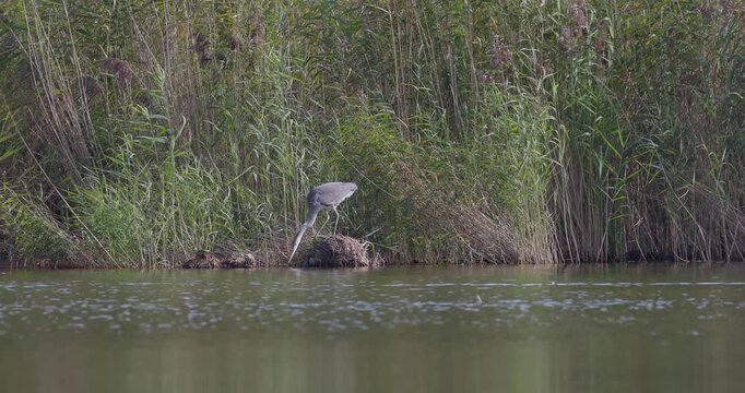 Grey heron trying to catch prey from another bird's nest while a freshwater turtle rests nearby
