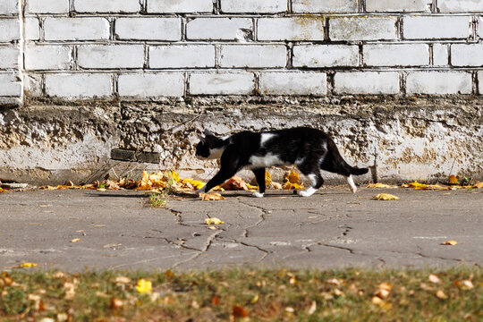 Black and white cat walks along sidewalk