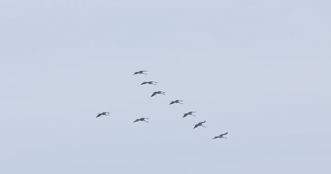 Small flock of common cranes flying in V-formation against cloudy sky