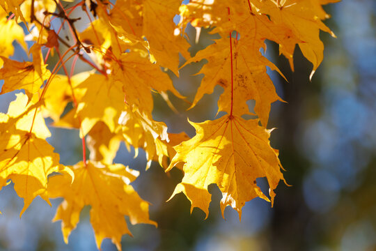 Golden maple leaves glow in autumn sunlight