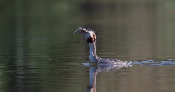 Great crested grebe swallowing a large fish with neck movements and drinking water on a calm pond in sunny weather