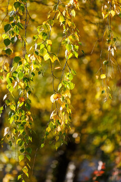 Golden leaves hang from birch branches, swaying gently