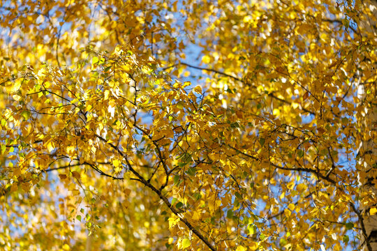 Golden leaves hang from tree branches against a clear blue sky