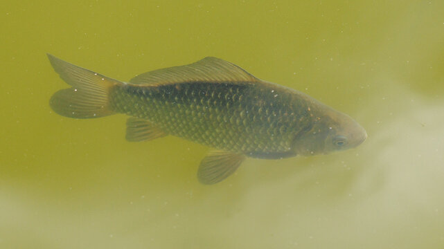 Single fish swims in murky, greenish water
