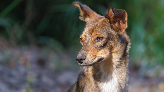 Brown dog with upright ears gazes sideways