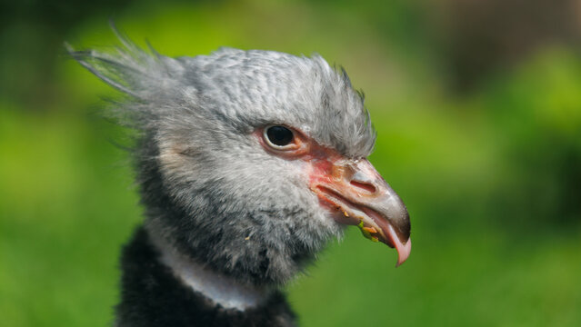 Gray bird with spiky crest and reddish beak