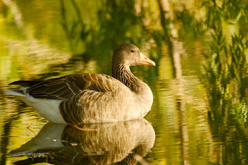Greylag goose resting on calm water, its brown and grey plumage mirrored in golden-green reflections © in_colors