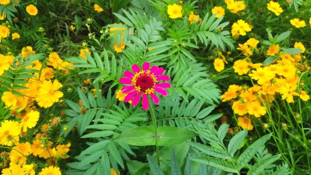 Beautiful pink zinnia flower blooming elegantly against a background of yellow marigolds.