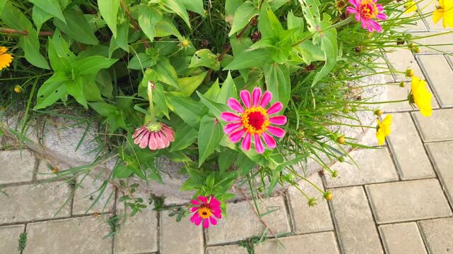 Beautiful pink zinnia flower blooming elegantly against a background of yellow marigolds.