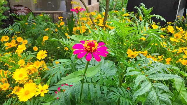 Elegant pink zinnia flower swaying gently over a yellow background of marigolds.