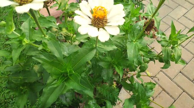 Minimalist view of a pure white zinnia flower blooming elegantly in a serene garden.