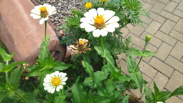 Minimalist view of a pure white zinnia flower blooming elegantly in a serene garden.