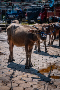 Water Buffaloes for Sale at Traditional Bolu Market in Tana Toraja