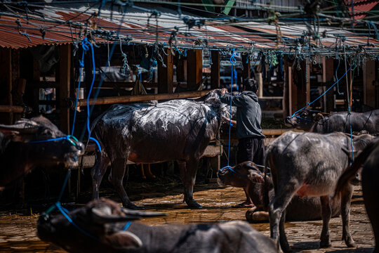 Tied Water Buffaloes at Livestock Market in Rantepao Indonesia