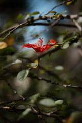 Red hibiscus flower on branch with green leaves © ADRIAN