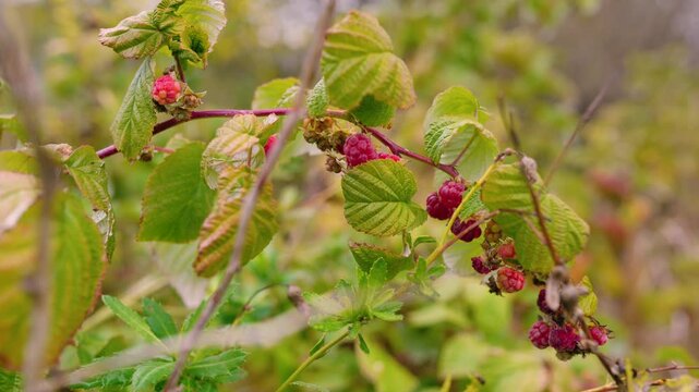 Juicy red raspberries growing on bushes at a rural farm in the countryside. Fresh organic berries surrounded by green leaves, representing healthy nutrition, natural agriculture, and summer harvest.