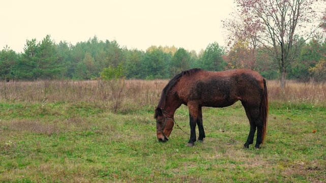 A beautiful brown horse grazing peacefully in a green meadow on a rural farm near a forest. Natural countryside landscape with fresh air, lush grass, and a calm outdoor atmosphere.