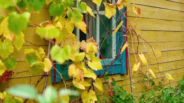 An old yellow wooden cottage in a rural village, decorated with climbing grapevines and a colorful flowerbed. Autumn foliage surrounds the charming countryside home near the forest.