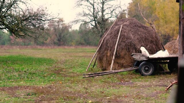 A haystack in a rural village surrounded by autumn forest. Firewood and an old horse trailer stand in a meadow, capturing the peaceful atmosphere of a remote farm far from civilization.