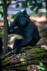 Wild Macaca nigra Monkey in Tangkoko Rainforest Indonesia © Giuliano
