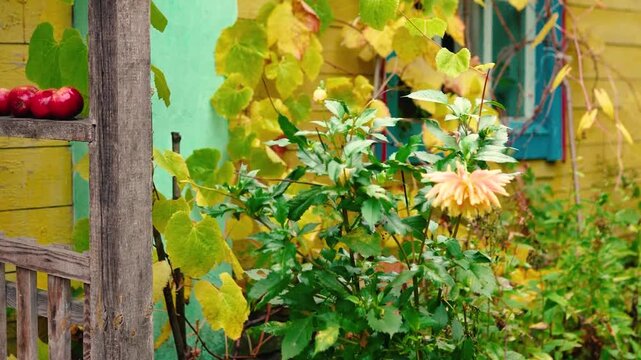 An old yellow wooden cottage in a rural village, decorated with climbing grapevines and a colorful flowerbed. Autumn foliage surrounds the charming countryside home near the forest.