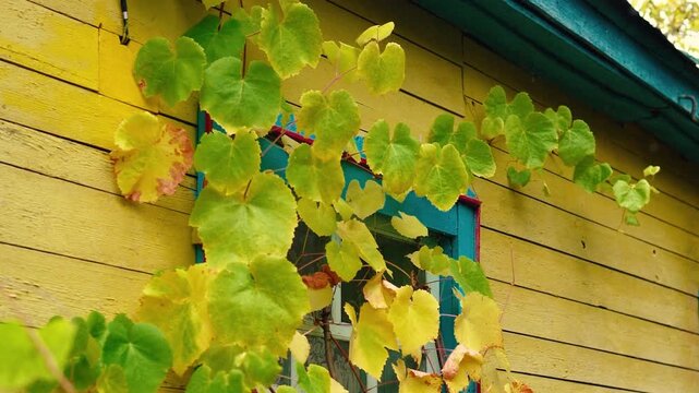 An old yellow wooden cottage in a rural village, decorated with climbing grapevines and a colorful flowerbed. Autumn foliage surrounds the charming countryside home near the forest.