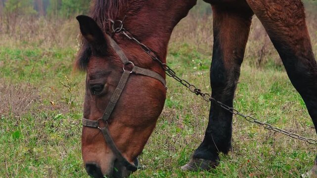 A beautiful brown horse grazing peacefully in a green meadow on a rural farm near a forest. Natural countryside landscape with fresh air, lush grass, and a calm outdoor atmosphere.