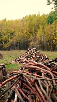 Firewood stacked on a rural farm near an old village cottage surrounded by forest. Traditional wood heating as an alternative energy source for off-grid living without electricity.