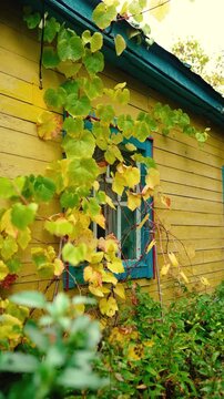 An old yellow wooden cottage in a rural village, decorated with climbing grapevines and a colorful flowerbed. Autumn foliage surrounds the charming countryside home near the forest.