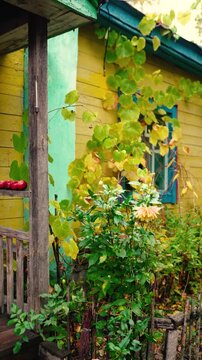 An old yellow wooden cottage in a rural village, decorated with climbing grapevines and a colorful flowerbed. Autumn foliage surrounds the charming countryside home near the forest.