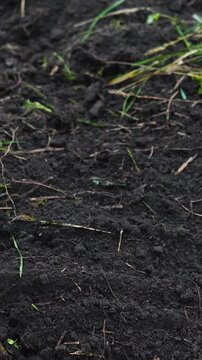 Close-up of a farmer loosening and preparing fertile soil with a rake on a rural farm. Manual agricultural work in the garden, promoting soil health, sustainable farming, and planting preparation.