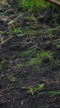 Close-up of a farmer loosening and preparing fertile soil with a rake on a rural farm. Manual agricultural work in the garden, promoting soil health, sustainable farming, and planting preparation.