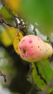 Juicy red apples hanging from a tree in a rural village orchard, surrounded by green leaves. Fresh, ripe, natural fruit growing in a garden, symbolizing healthy food and autumn harvest.