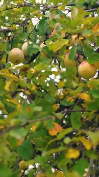 Juicy red apples hanging from a tree in a rural village orchard, surrounded by green leaves. Fresh, ripe, natural fruit growing in a garden, symbolizing healthy food and autumn harvest.