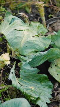 Fresh green cabbage leaves growing in a vegetable garden on a rural farm. Organic leafy vegetables surrounded by nature, representing sustainable agriculture, eco-friendly farming, healthy nutrition