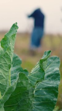 Close-up of a farmer loosening and preparing fertile soil with a rake on a rural farm. Manual agricultural work in the garden, promoting soil health, sustainable farming, and planting preparation.