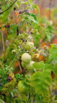Fresh green unripe tomatoes growing on a farm garden after rain, with water droplets on the fruit and leaves. Organic agriculture, healthy food, natural growth, and sustainable farming.