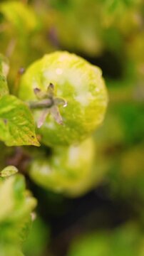 Fresh green unripe tomatoes growing on a farm garden after rain, with water droplets on the fruit and leaves. Organic agriculture, healthy food, natural growth, and sustainable farming.