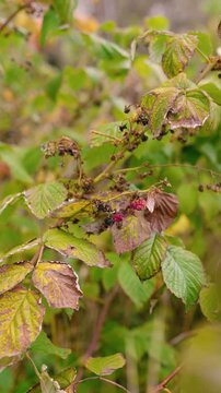 Juicy red raspberries growing on bushes at a rural farm in the countryside. Fresh organic berries surrounded by green leaves, representing healthy nutrition, natural agriculture, and summer harvest.
