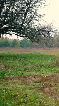 A haystack in a rural village surrounded by autumn forest. Firewood and an old horse trailer stand in a meadow, capturing the peaceful atmosphere of a remote farm far from civilization.