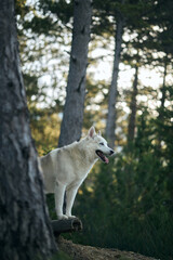 Siberian Husky balances on a fallen tree while exploring a sunlit woodland. Full body outdoor scene suggests hiking, wilderness adventure, travel and an active canine lifestyle. © Anna Averianova