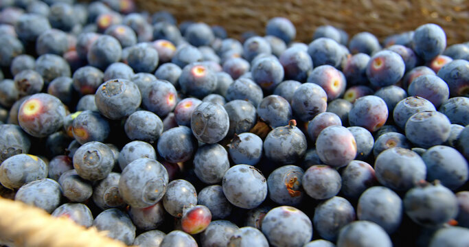 Close-up of blueberries in basket, traveling from right to left