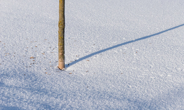 Tree trunk base in snow, diagonal shadow stretching across snowy ground. Winter bark with lichen, sunlight on textured frost. Minimalist nordic scene, scattered twigs, fallen leaves.