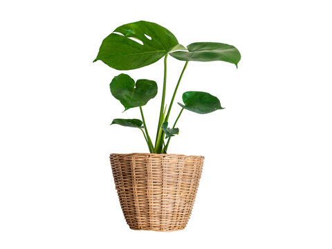 Monstera leaves plant in pot isolated 